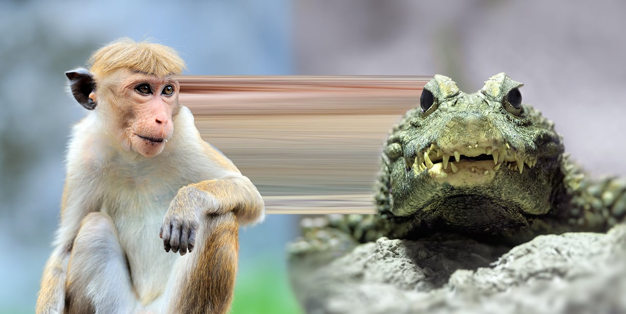 A monkey and a crocodile