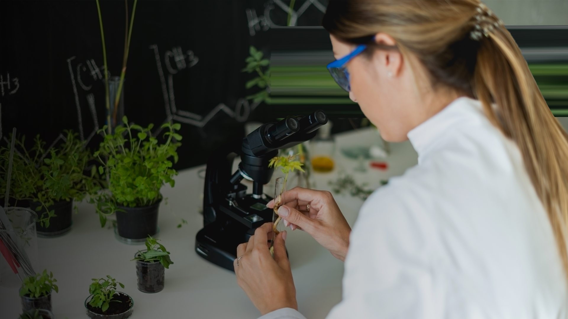 Syngenta_Scientist doing research on plants By StockRocketStudio_2_envato